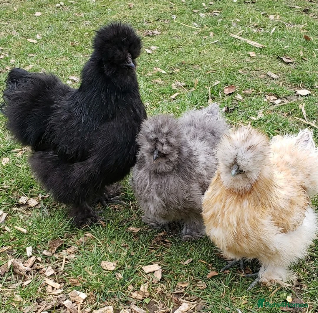 Chickens poultry for sale:  silkie chick's, polish chick's Available  - Advert 2