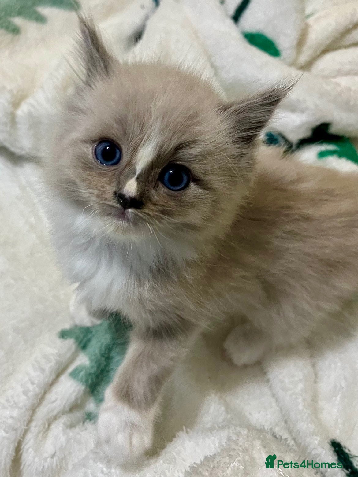 Ragdoll cats Gorgeous pedigree ragdoll kittens  - Advert 5