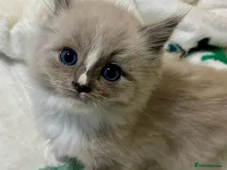 Ragdoll cats Gorgeous pedigree ragdoll kittens - Advert 5