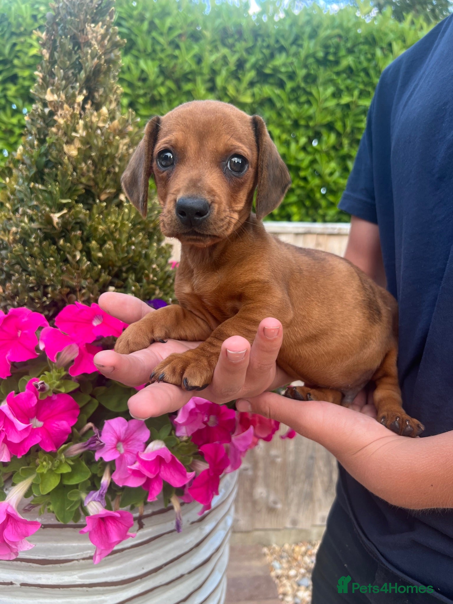 Dachshund dogs 3 miniature dachshund puppy’s 🐶 - Advert 1