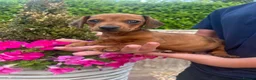 Dachshund dogs for sale: 3 miniature dachshund puppy’s 🐶 - Advert 1