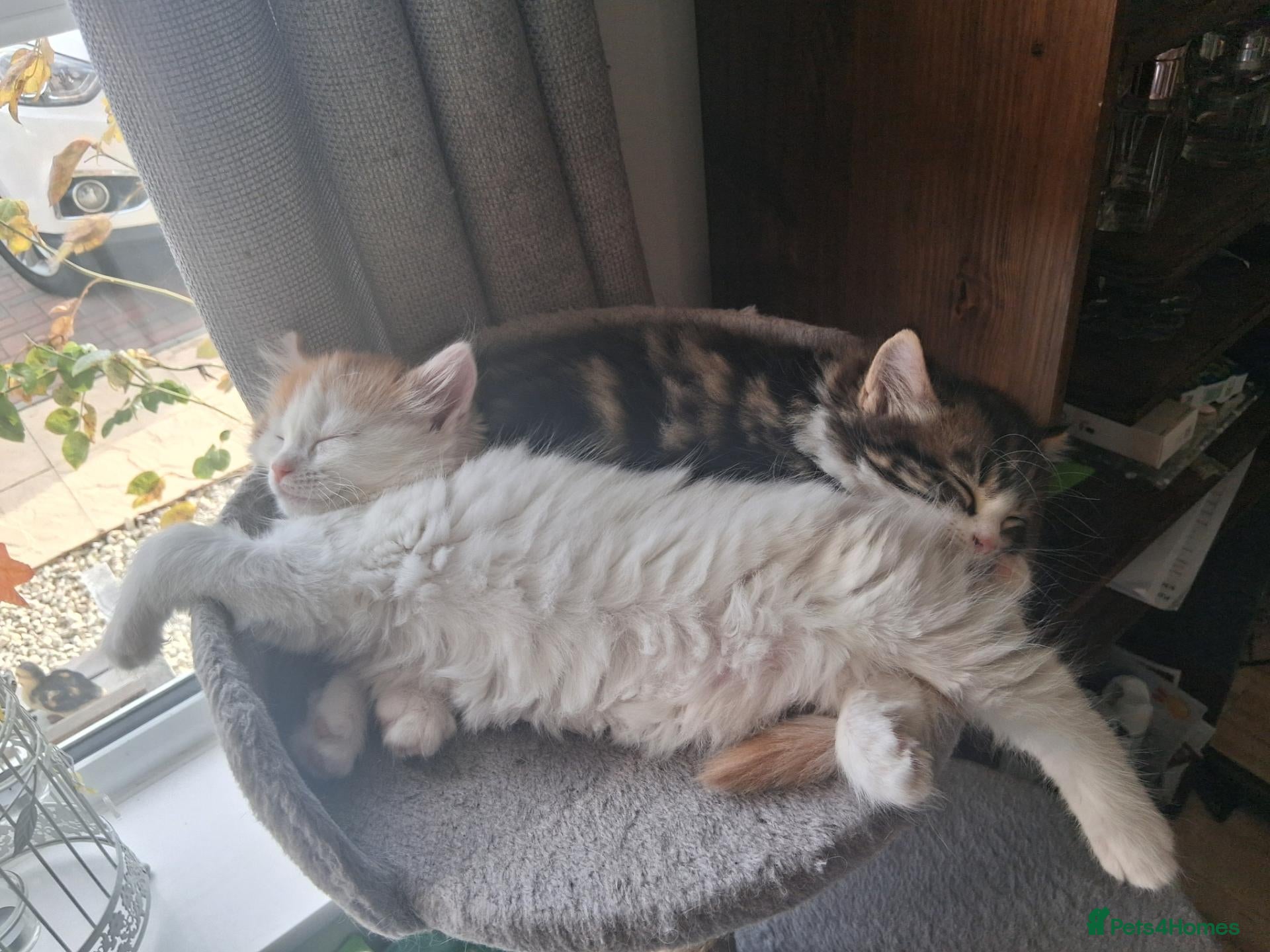 Mixed Breed cats for sale: Two beautiful kittens  - Advert 1