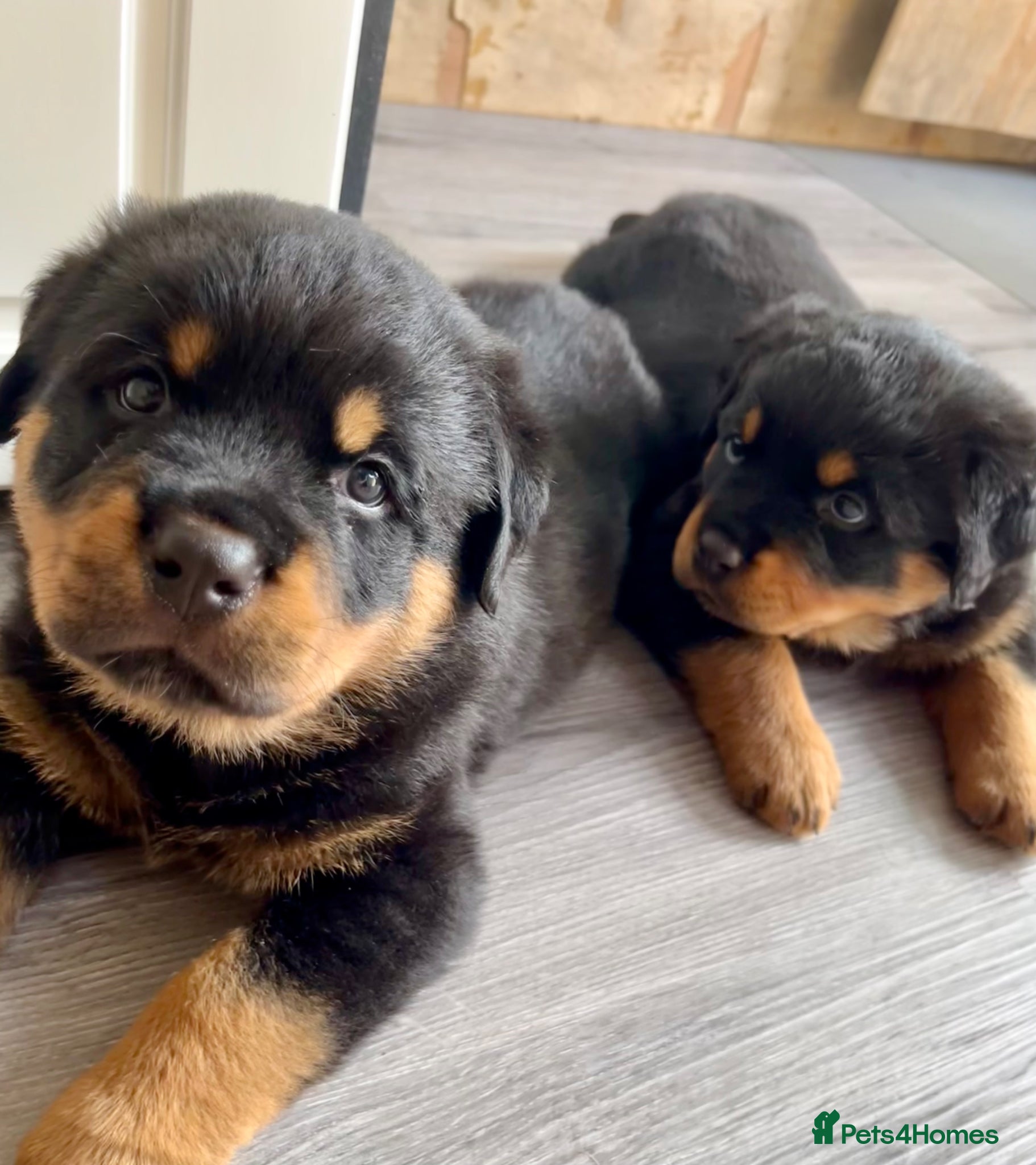 Rottweiler dogs Rottweiler puppies - KC Registered. - Advert 2