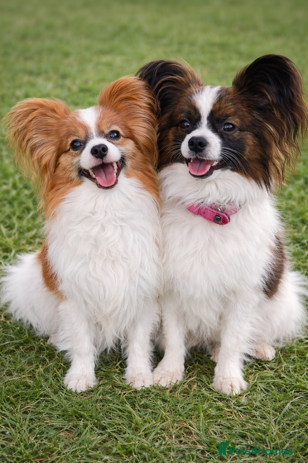 Papillon dogs for sale: Stunning papillon girls  - Advert 15