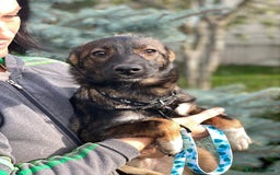 Mixed Breed dogs for adoption: 💖🐶 MIRRA 🐶💖 - Image 2