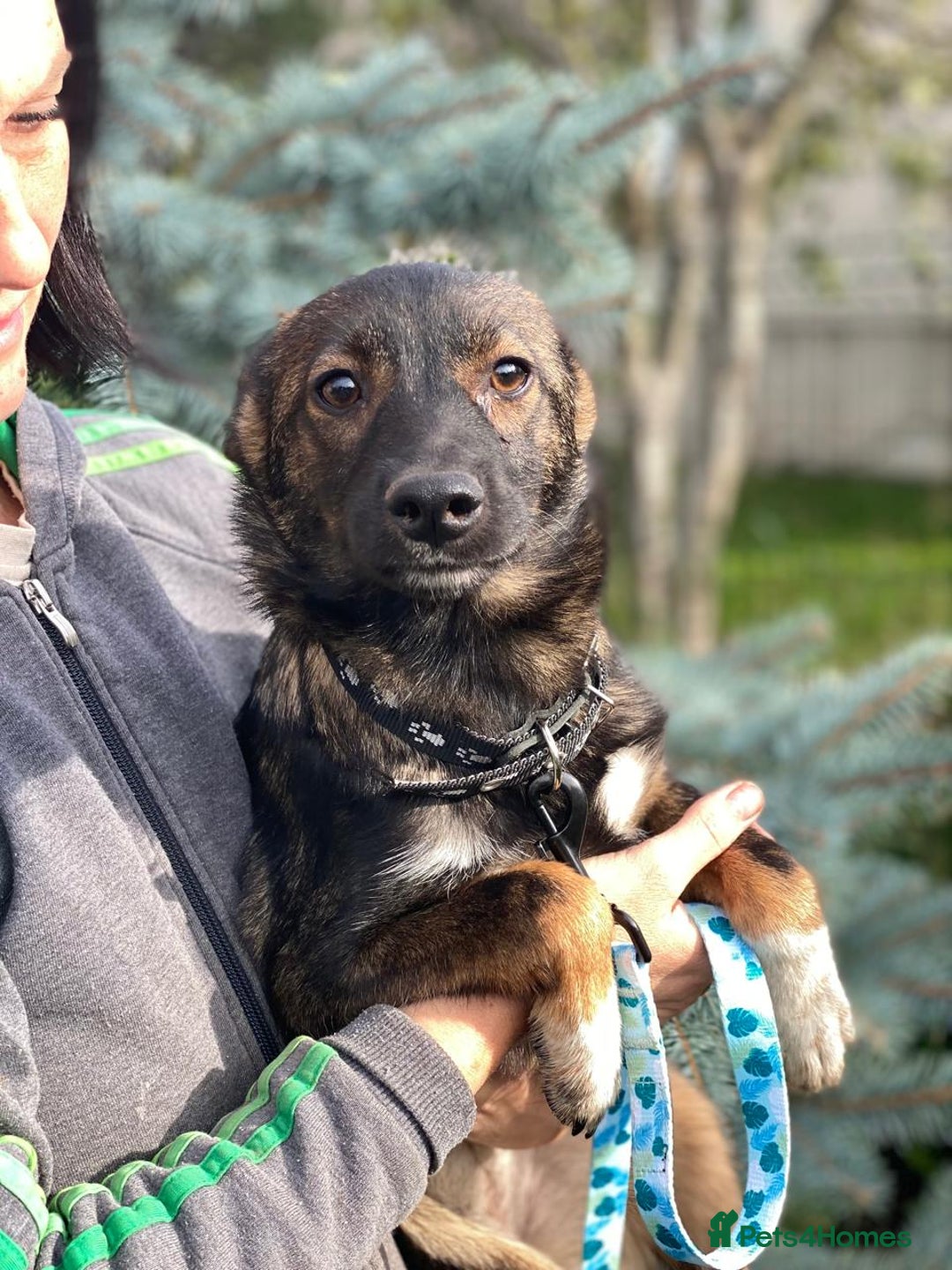 Mixed Breed dogs for adoption: 💖🐶 MIRRA 🐶💖 - Image 2