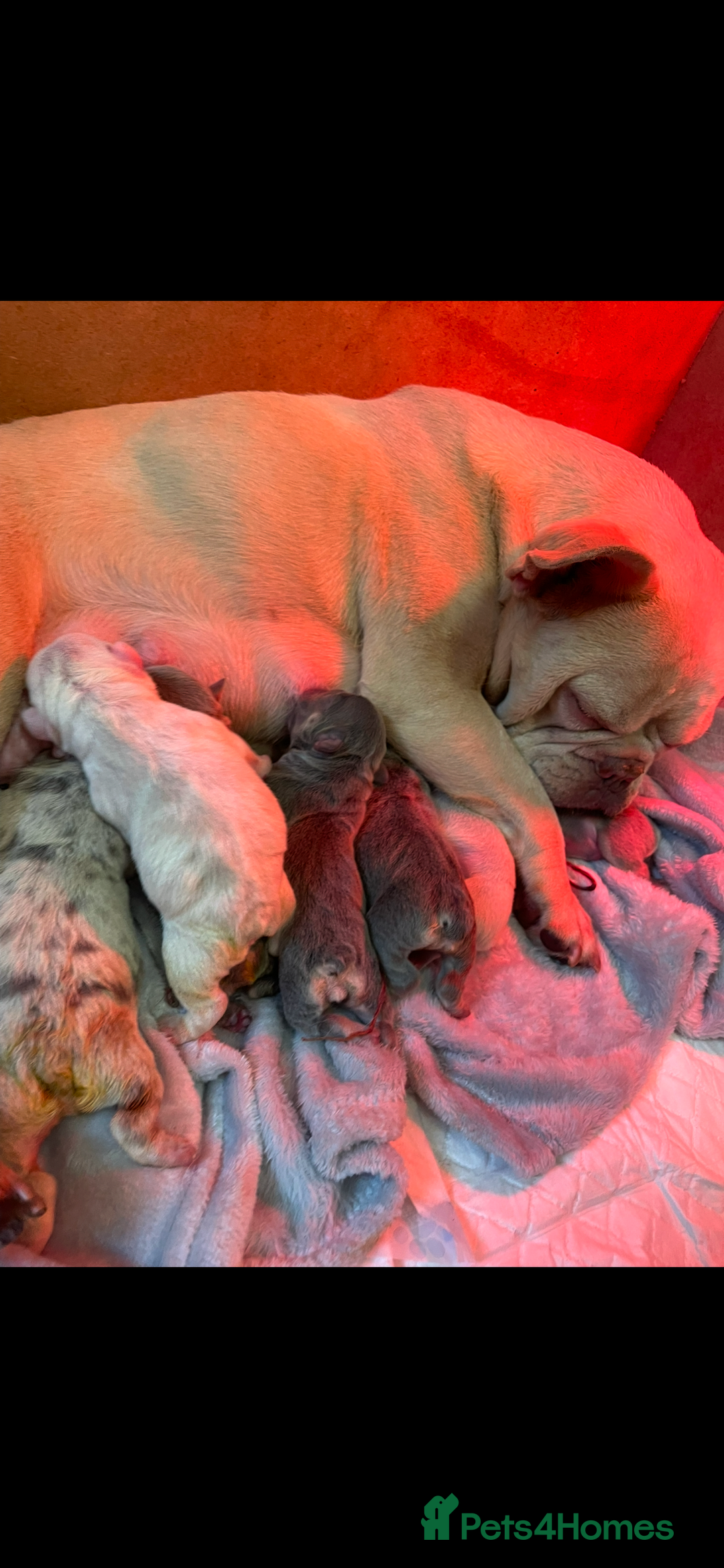 French Bulldog dogs for sale: 8 weeks-Stunning Pink & lilac French bulldog pups  - Image 9