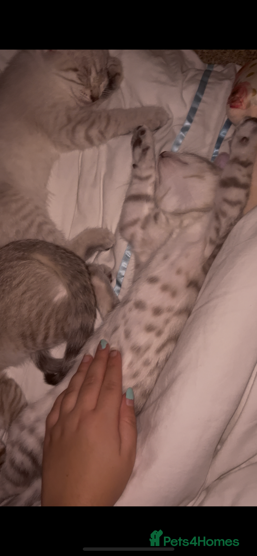 Mixed Breed cats for sale: mixed bengal kittens, ready to leave b4  **  - Advert 6