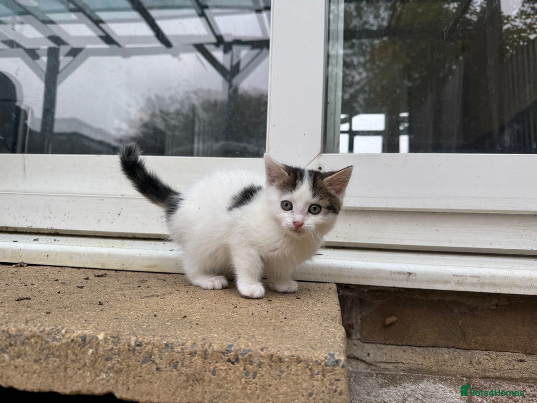 European cats for sale: Adorable Tuxedo Longhair Kittens  - Image 14