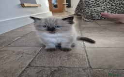 Ragdoll cats for sale: Stunning ragdoll kitten - Image 4