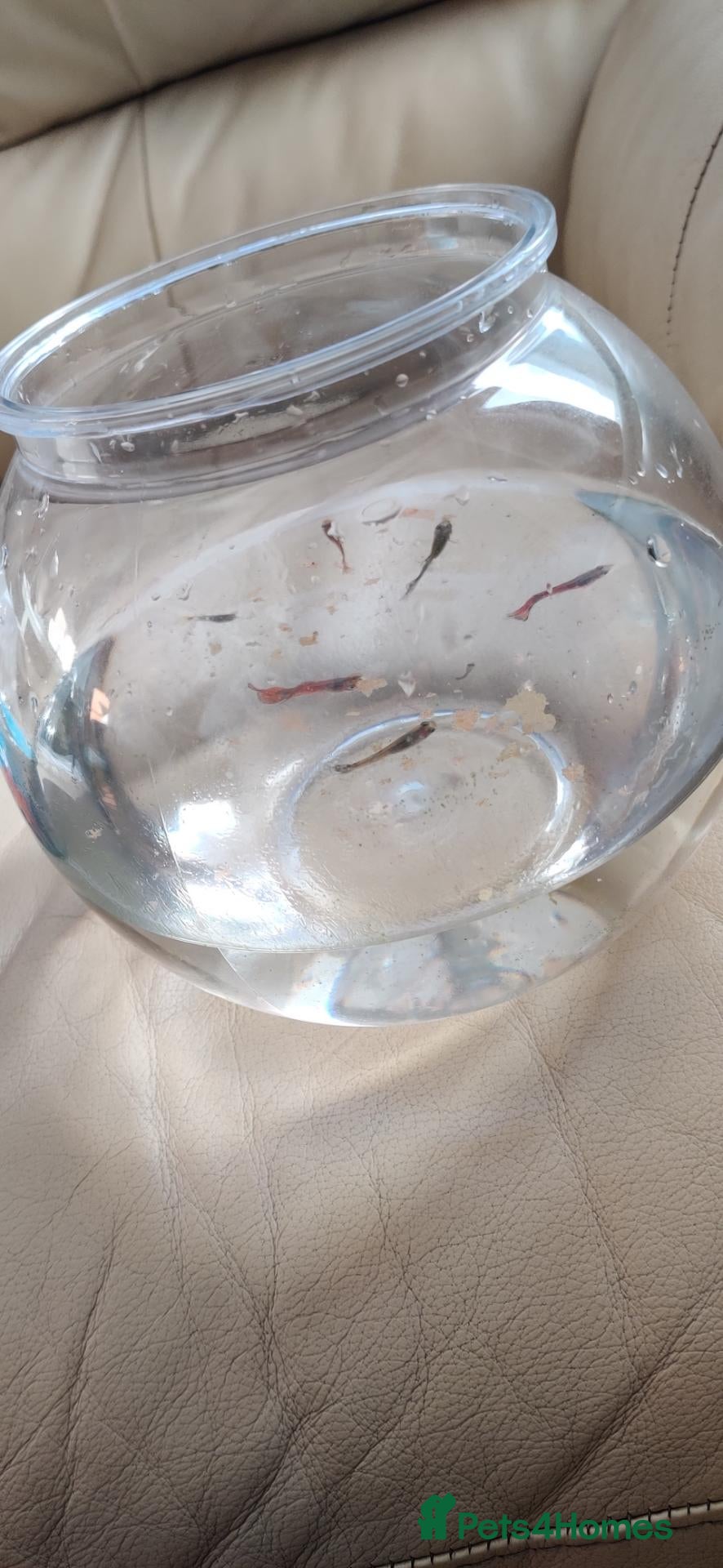 Live Bearers fish 6 Guppy / Endler-Type Tropical Fish - Advert 1