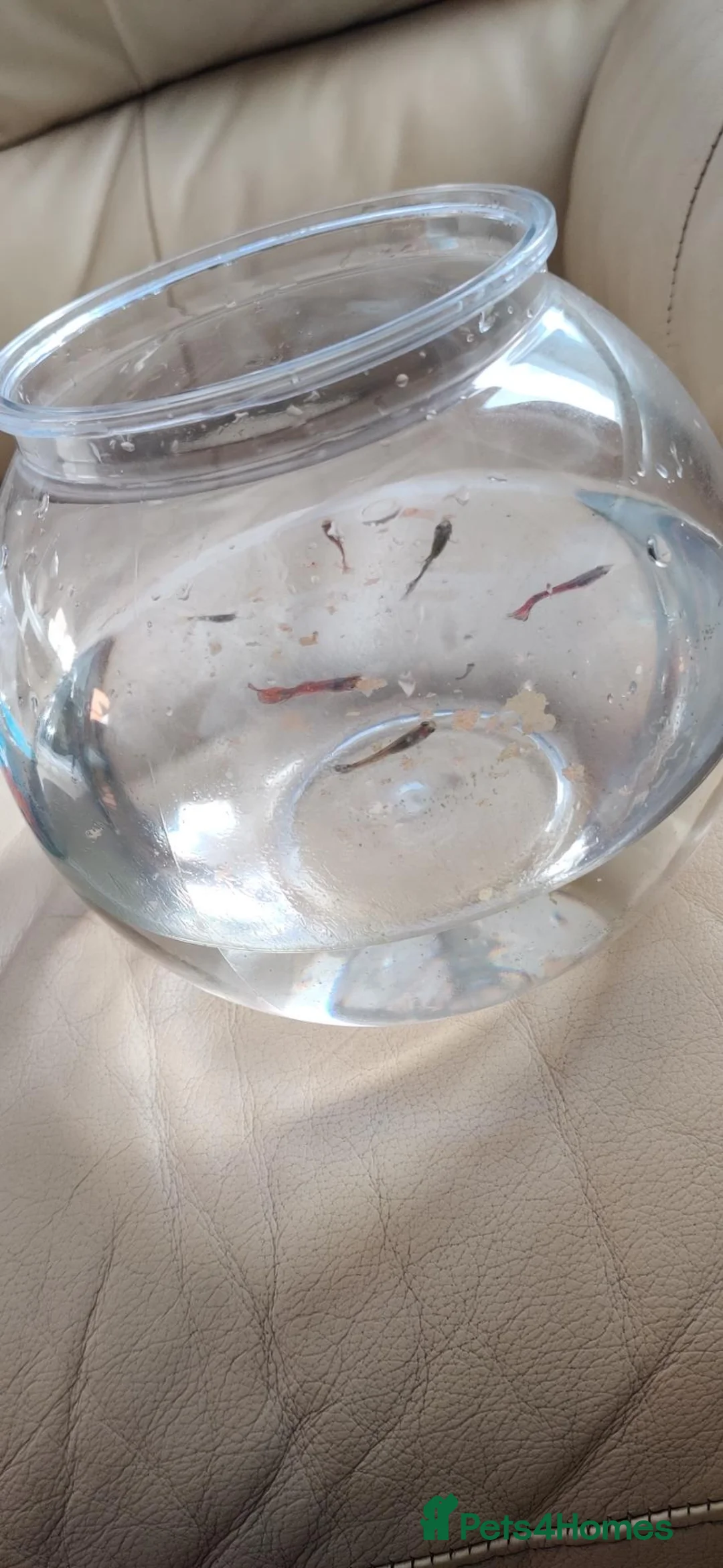 Live Bearers fish for sale: 6 Guppy / Endler-Type Tropical Fish in London - Advert 1
