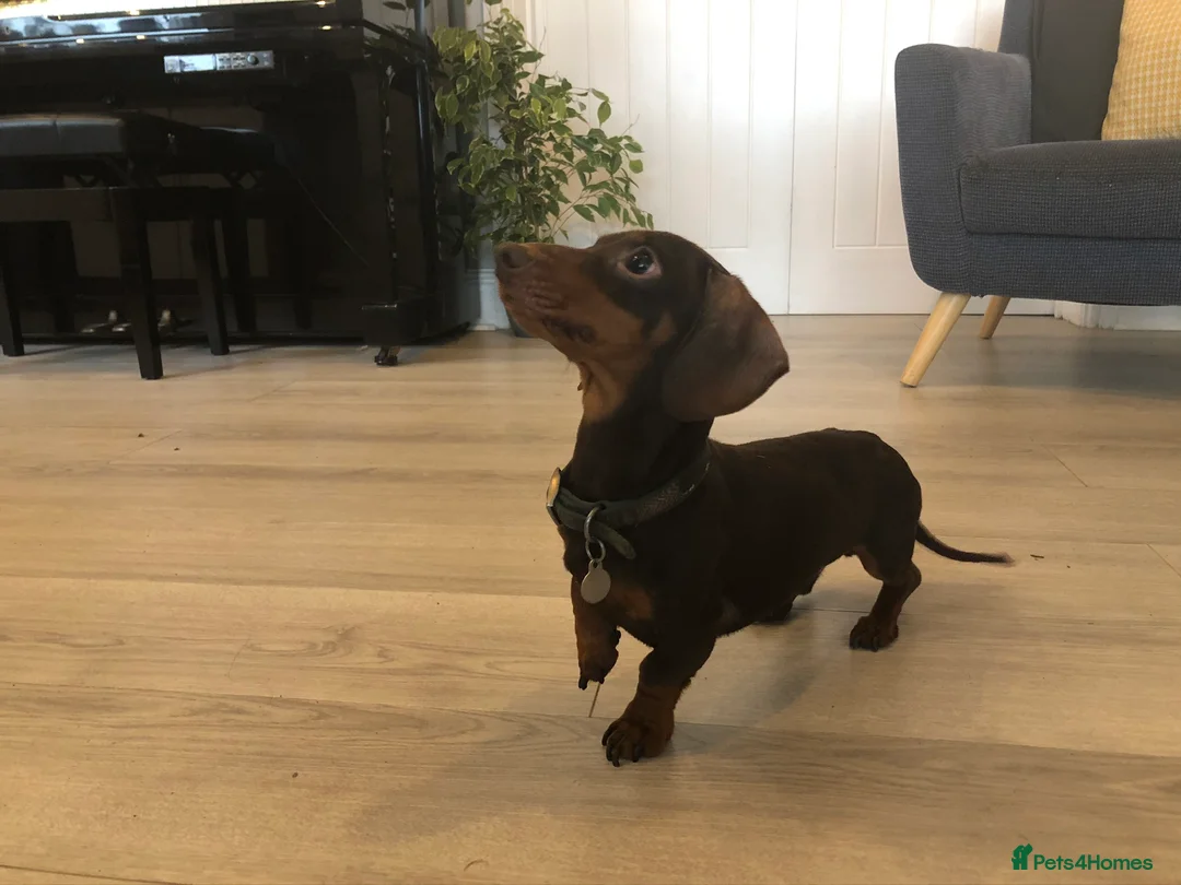 Dachshund dogs for stud: 4kg KC tiny expert Stud Oldham 100% successrecord  in Rochdale - Advert 11