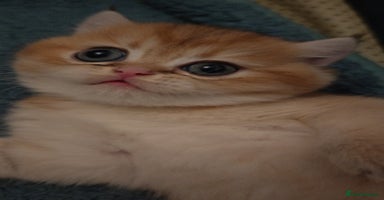 British Shorthair cats - Advert 2