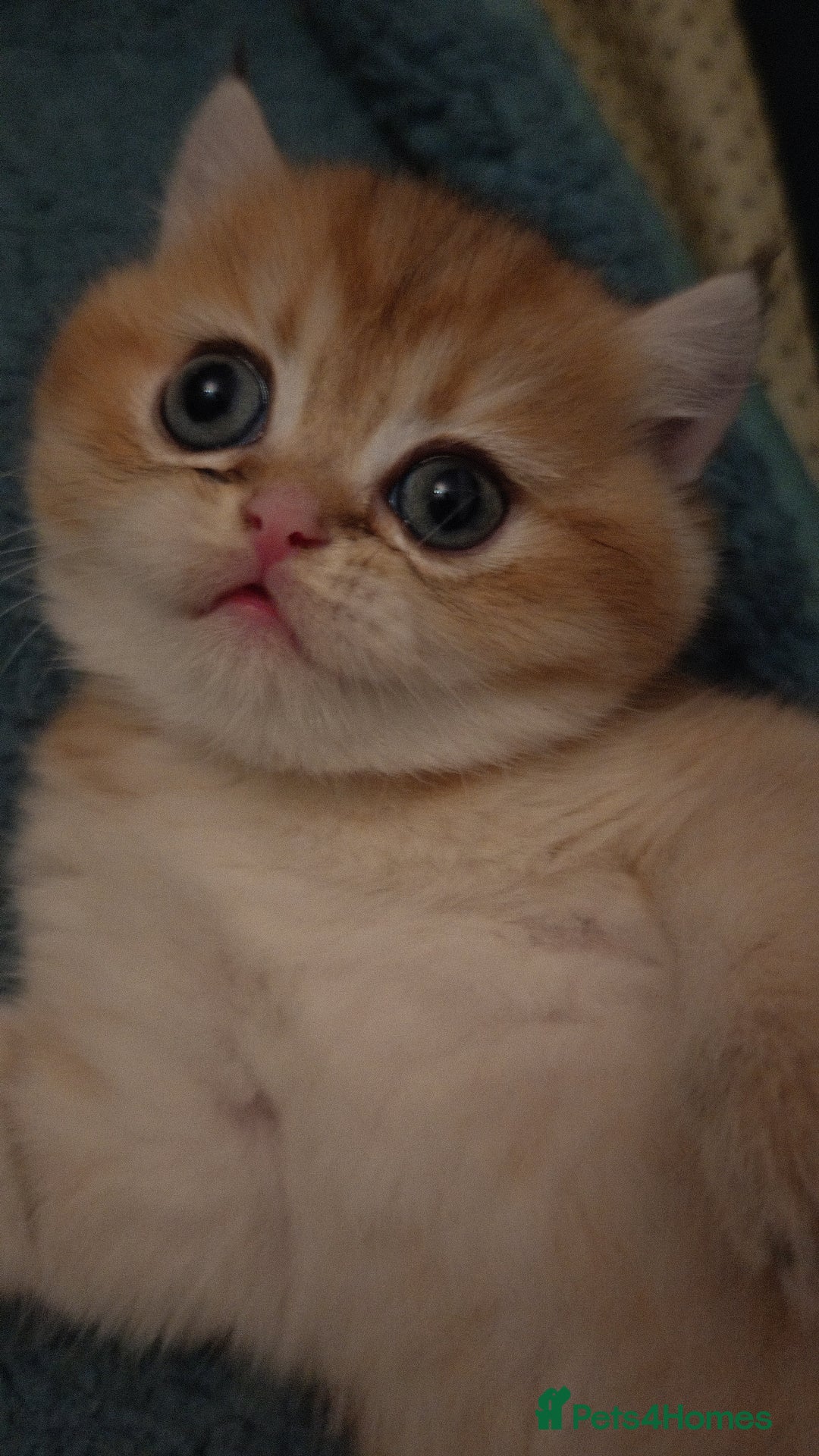 British Shorthair cats for sale: Stunning cute BSH golden black kitten female - Image 2