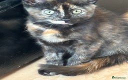 Mixed Breed cats for sale: Kittens/cats available please read description - Image 5