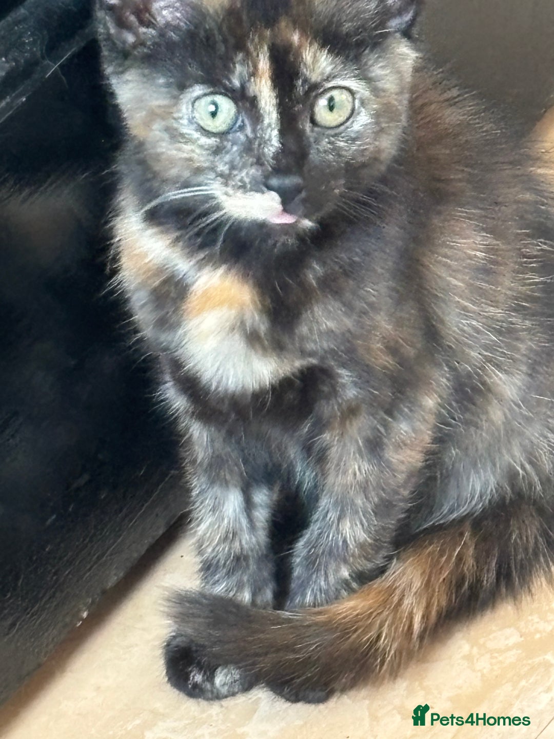Mixed Breed cats for sale: Kittens/cats available please read description - Image 5