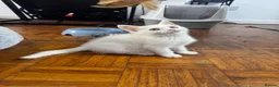 Mixed Breed cats for sale: Ragdoll mixed female  - Advert 5
