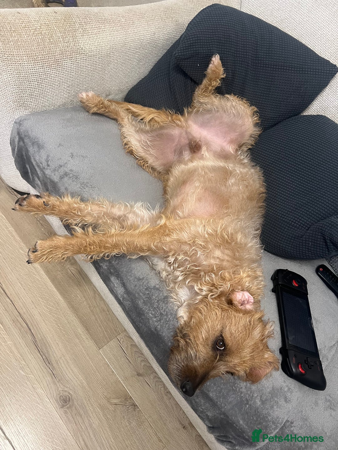 Mixed Breed dogs for sale: English bulldog x poodle  - Advert 3