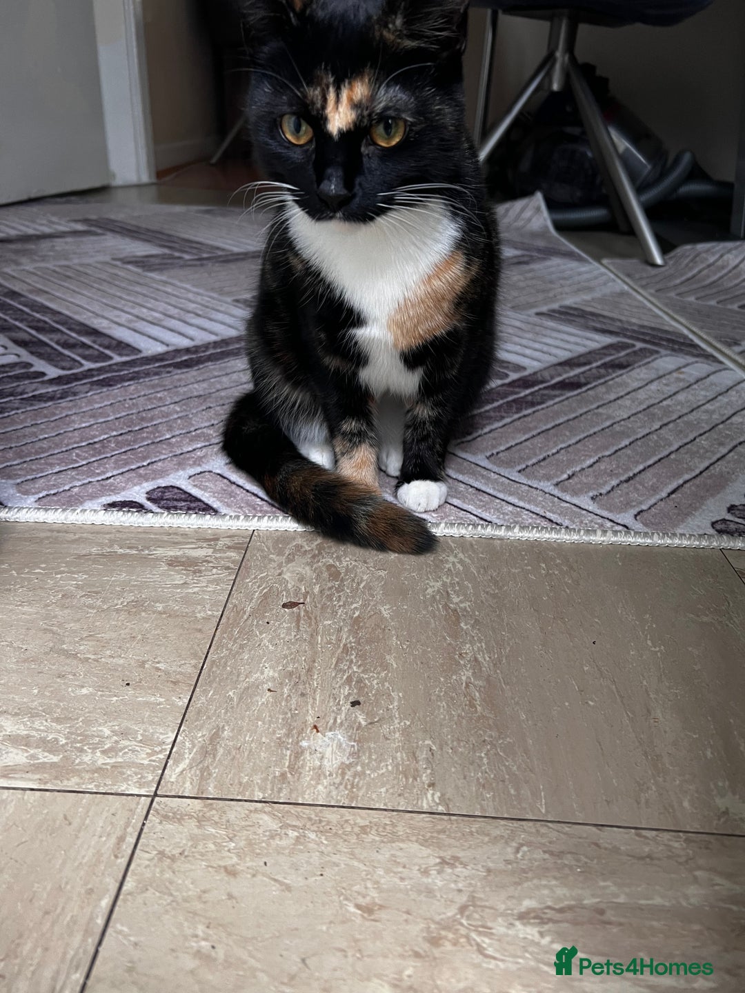 Domestic Shorthair cats for sale: Female Cat - Advert 5