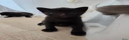 Mixed Breed cats for sale: 5 fluffy black kittens for sale  - Advert 6