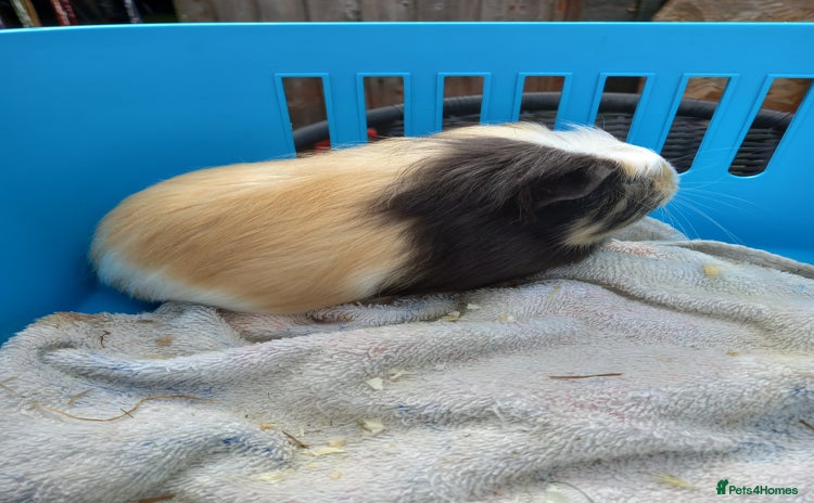 Guinea Pig rodents - Advert 10