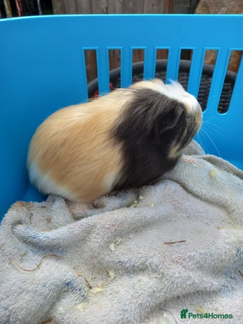 Guinea Pig rodents - Advert 7