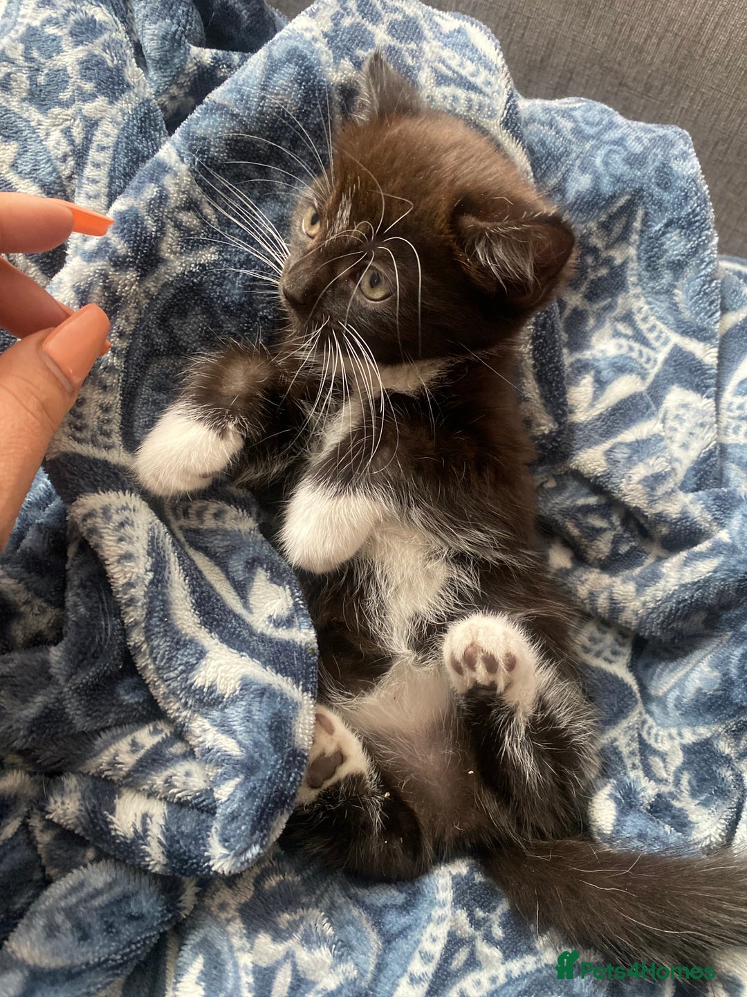Mixed Breed cats for sale: beautiful kittens❤️ - Image 6