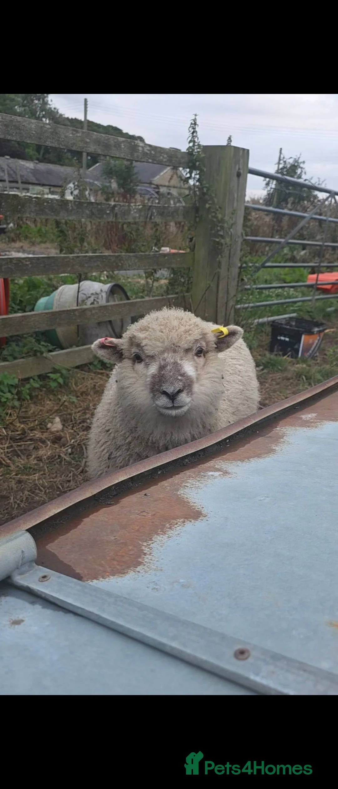 Sheep livestock for sale: Babydoll southdown cross lambs - Advert 2
