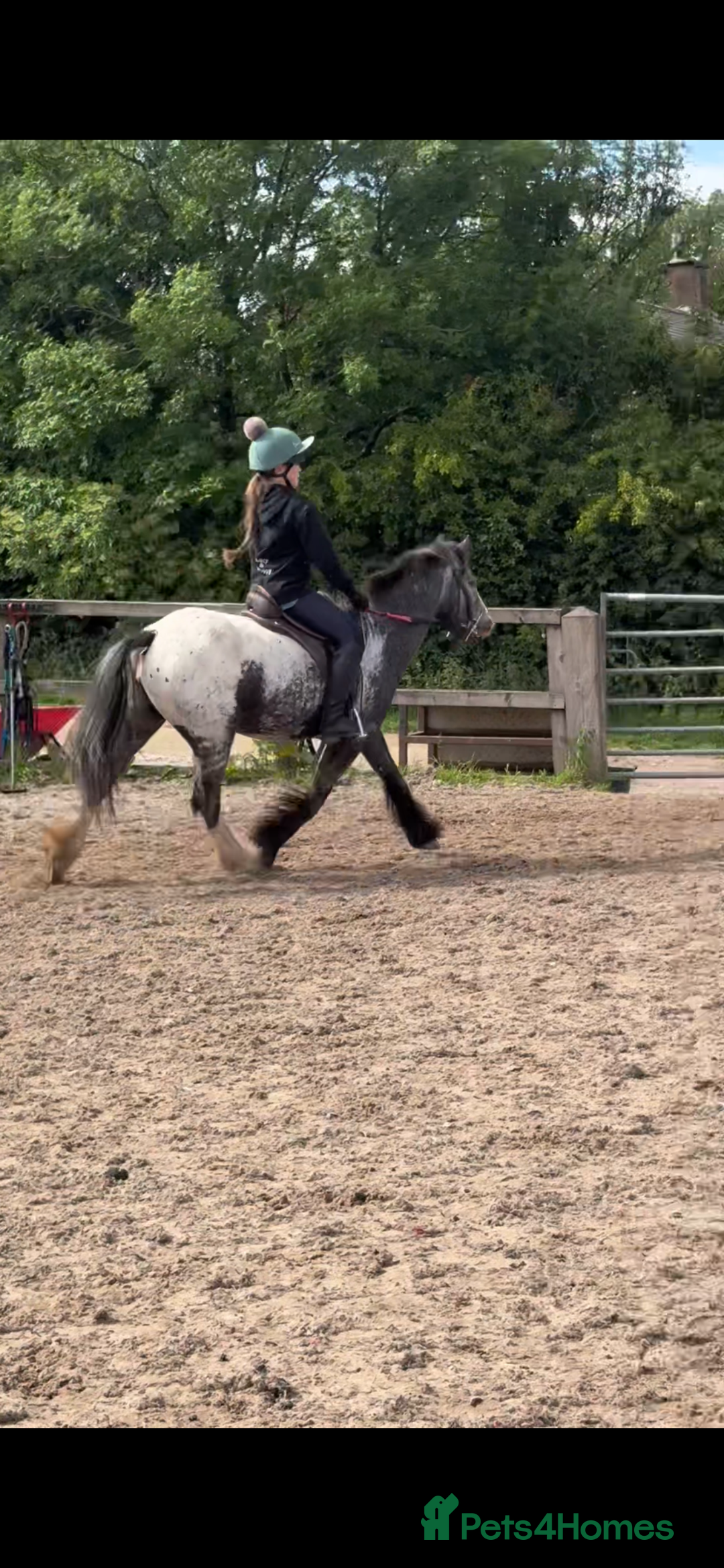 Riding pony horses for sale: Lula - 4yrs 12.2hh (still bum high) in Chesterfield - Image 7