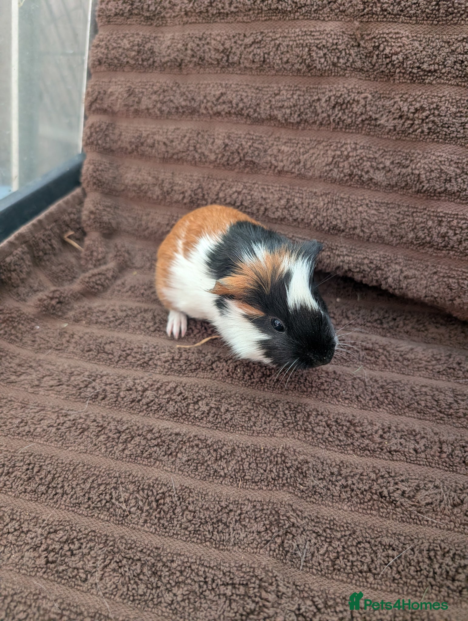 Guinea Pig rodents Baby guinea pigs - Advert 20