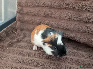 Guinea Pig rodents Baby guinea pigs - Advert 20