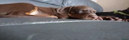 Dobermann dogs for sale: Dobermann puppies - Advert 20