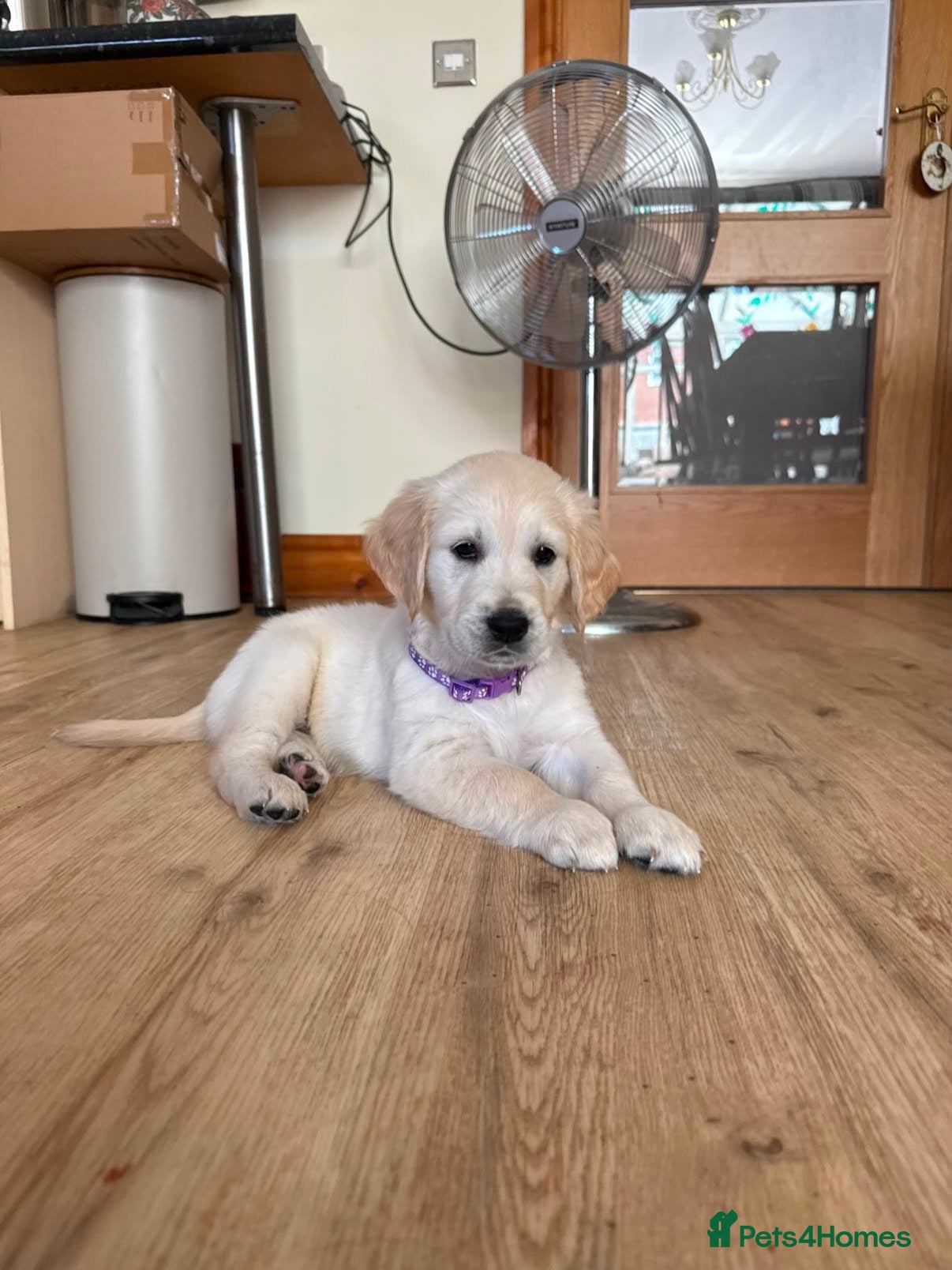 Golden Retriever dogs Golden Retrievers Seeking Forever Homes - Advert 2