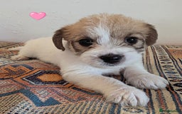 Cavachon dogs for sale: Cavachon Puppies - excellent example!  - Image 10