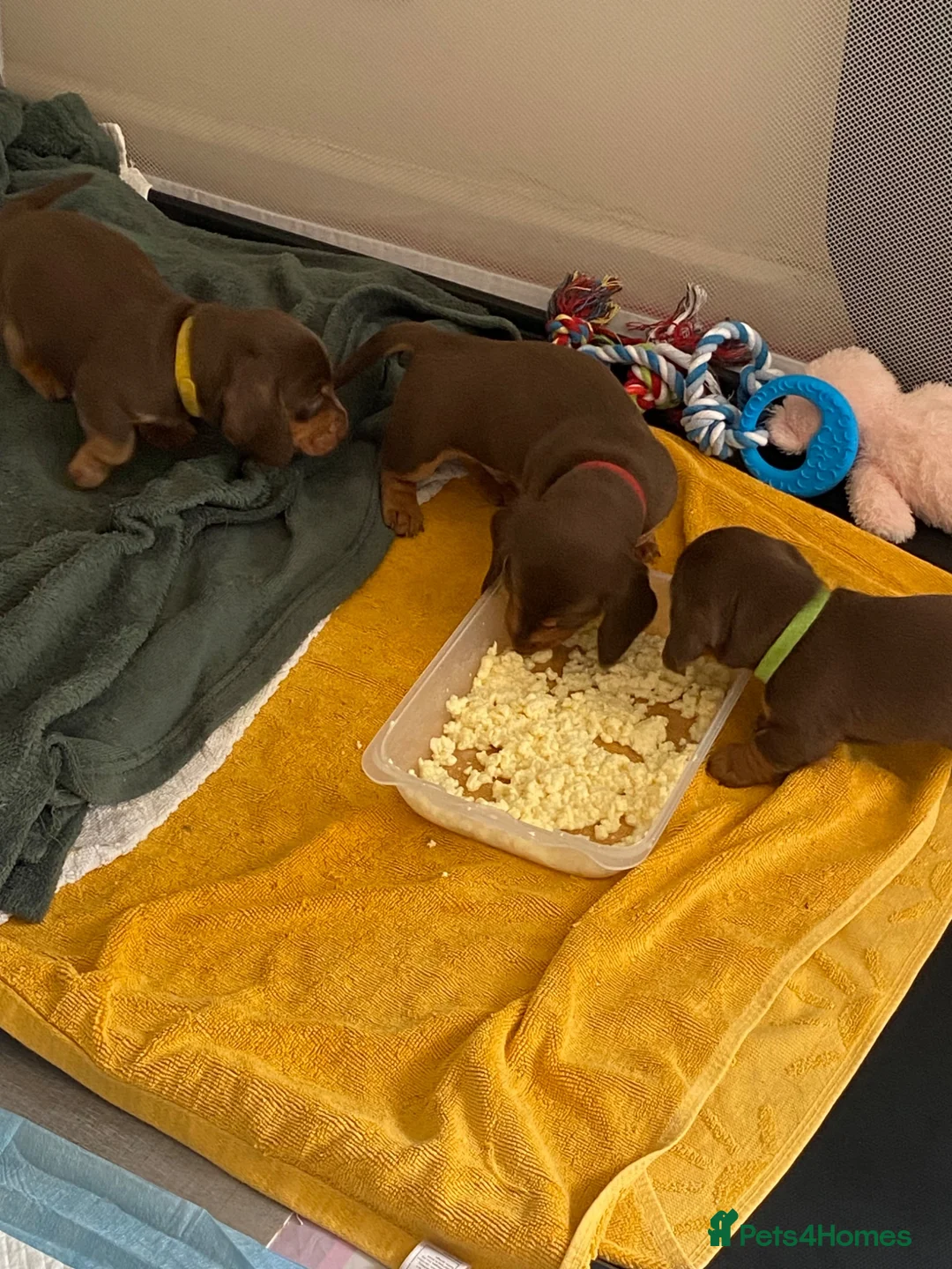 Miniature Dachshund dogs for sale: Stunning Chocolate & Tan Miniature Dachshund  - Advert 2