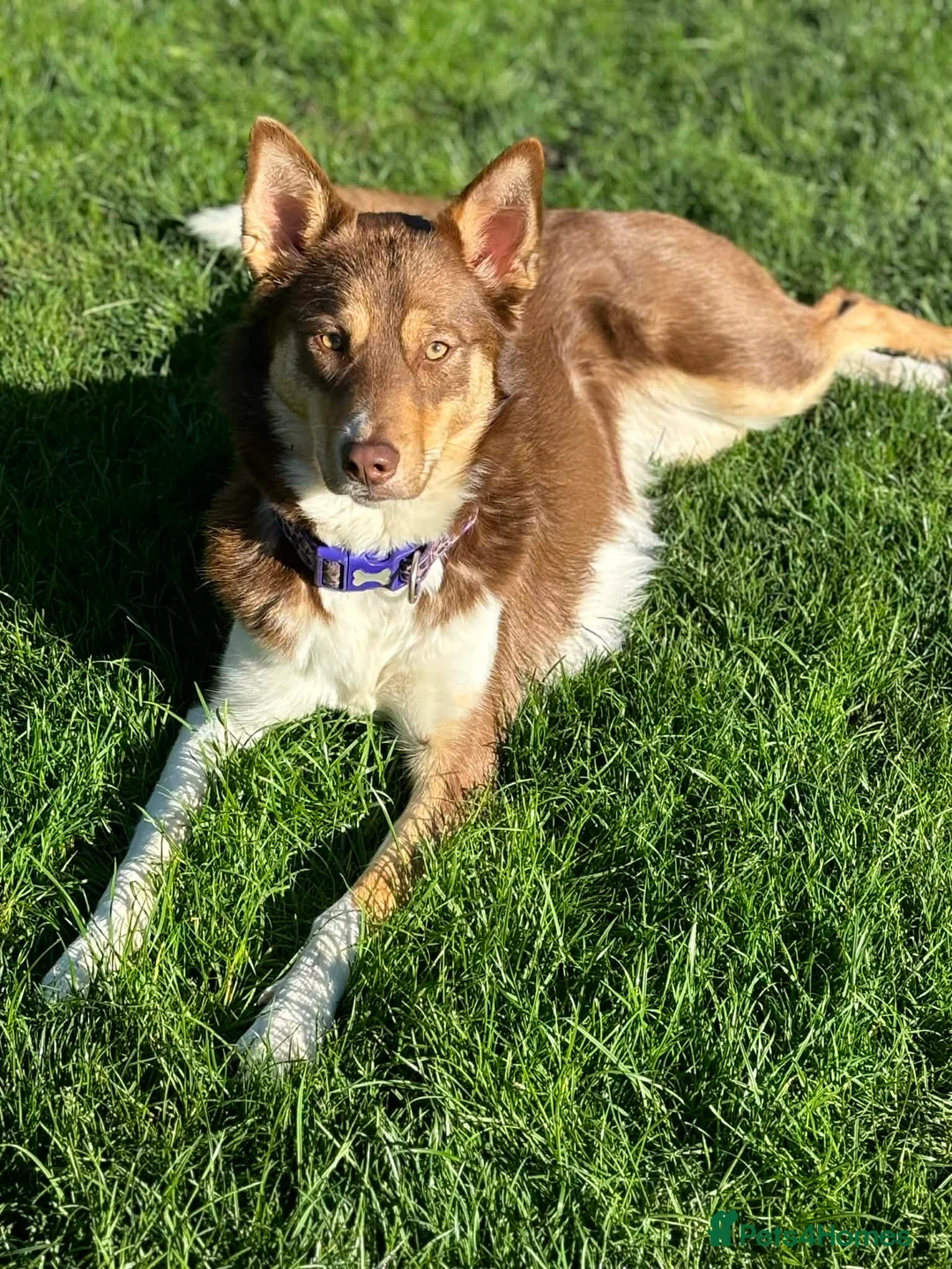 Mixed Breed dogs for sale: Devastating sale of Luna - Advert 1