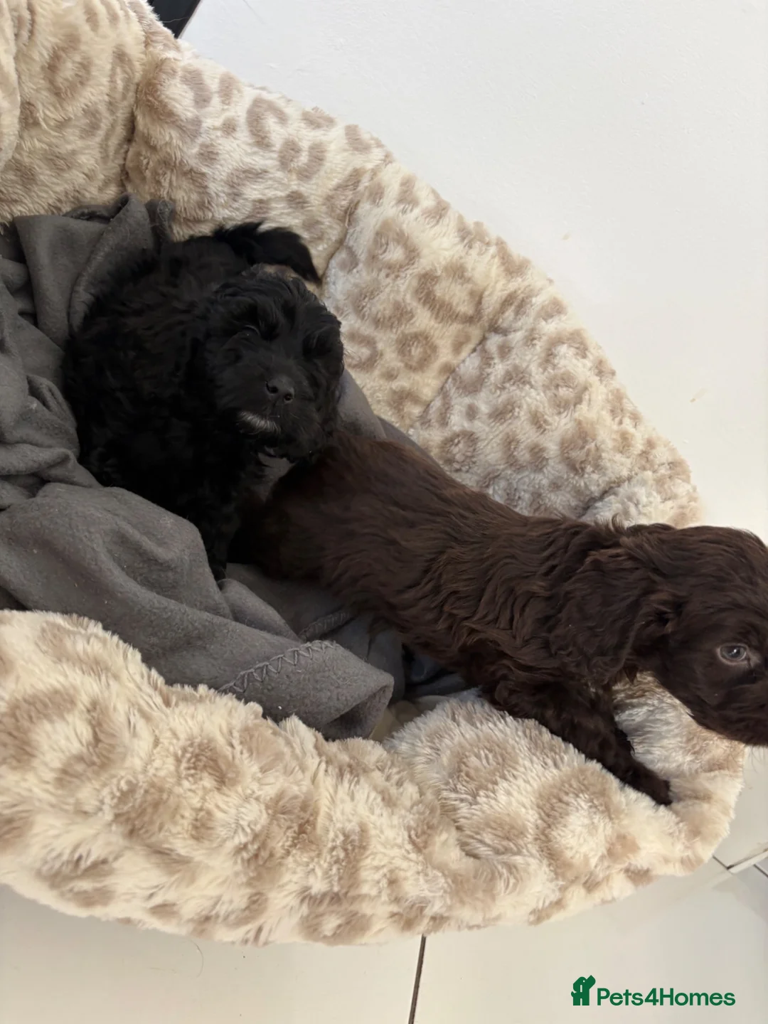 Cockapoo dogs for sale: Cockapoo pups  - Advert 37