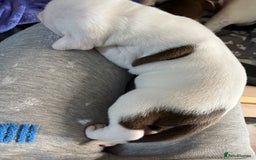 Mixed Breed dogs for sale: 4 beautiful American bully cross staffy puppies - Image 28