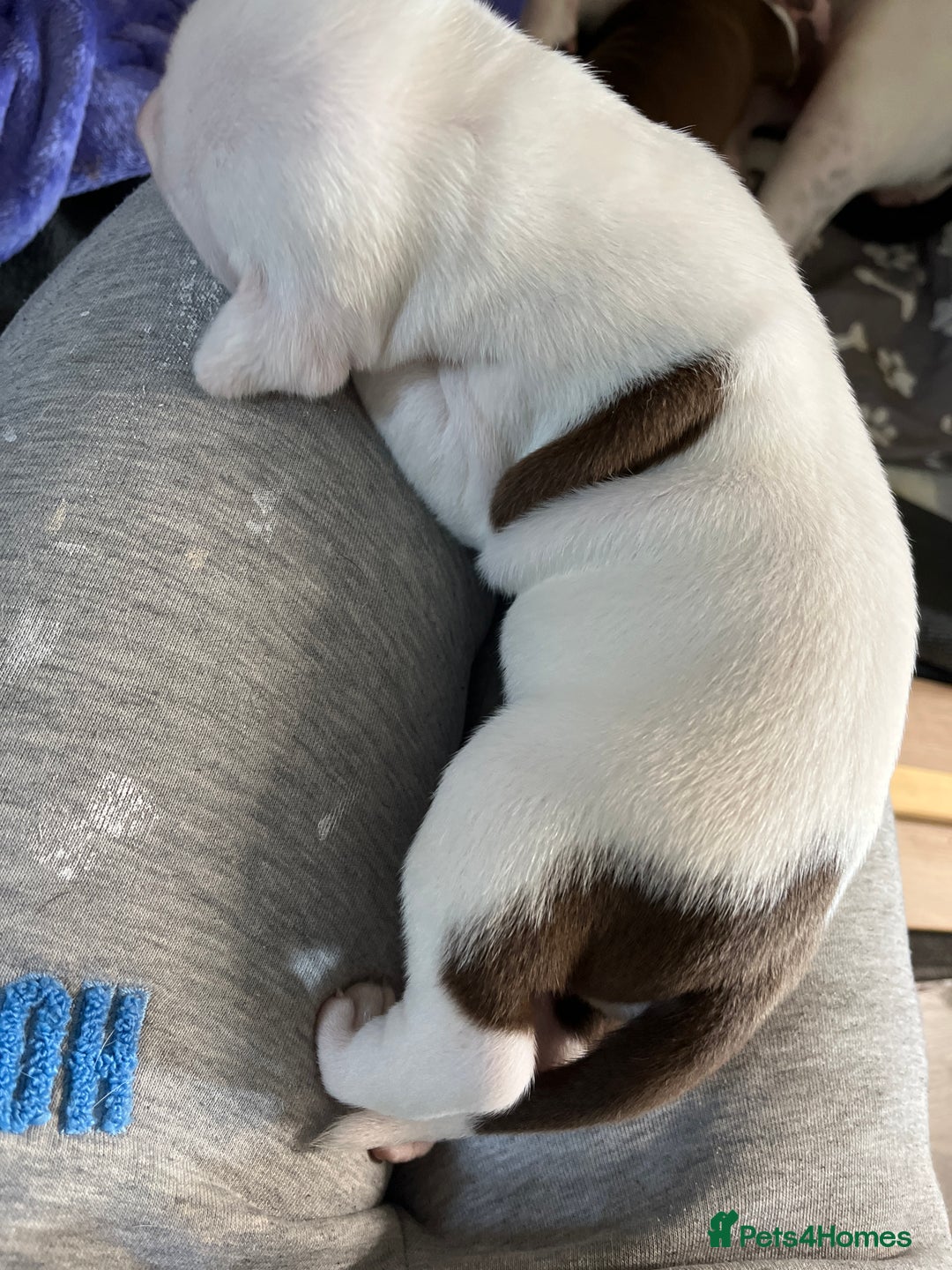 Mixed Breed dogs for sale: 4 beautiful American bully cross staffy puppies - Image 28