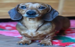 Miniature Dachshund dogs for stud: Kc reg pra clear shaded red mini smooth  - Advert 4