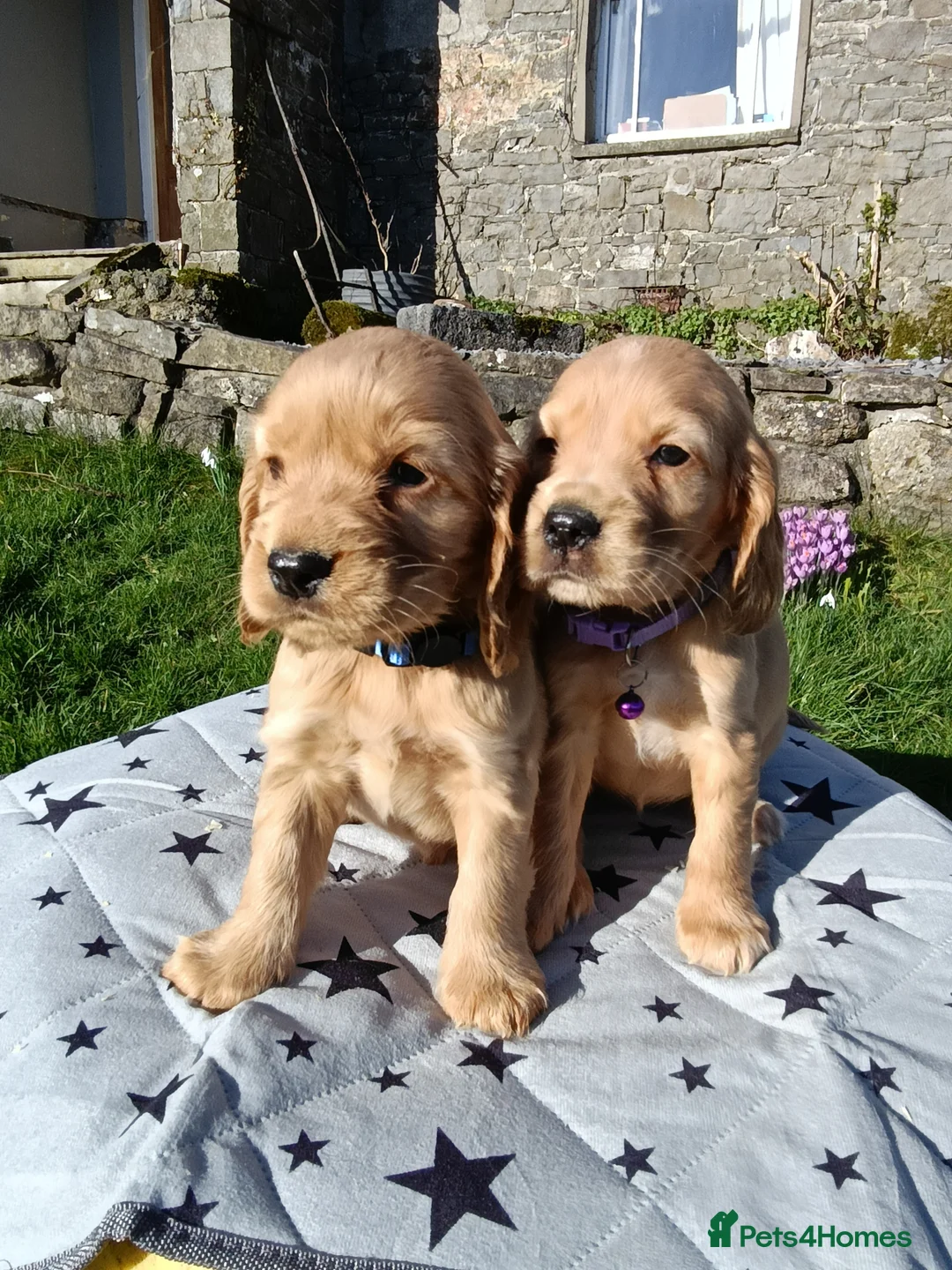 Cocker Spaniel dogs for sale: Quality Golden Show Type Cocker Spaniel puppies - Advert 17