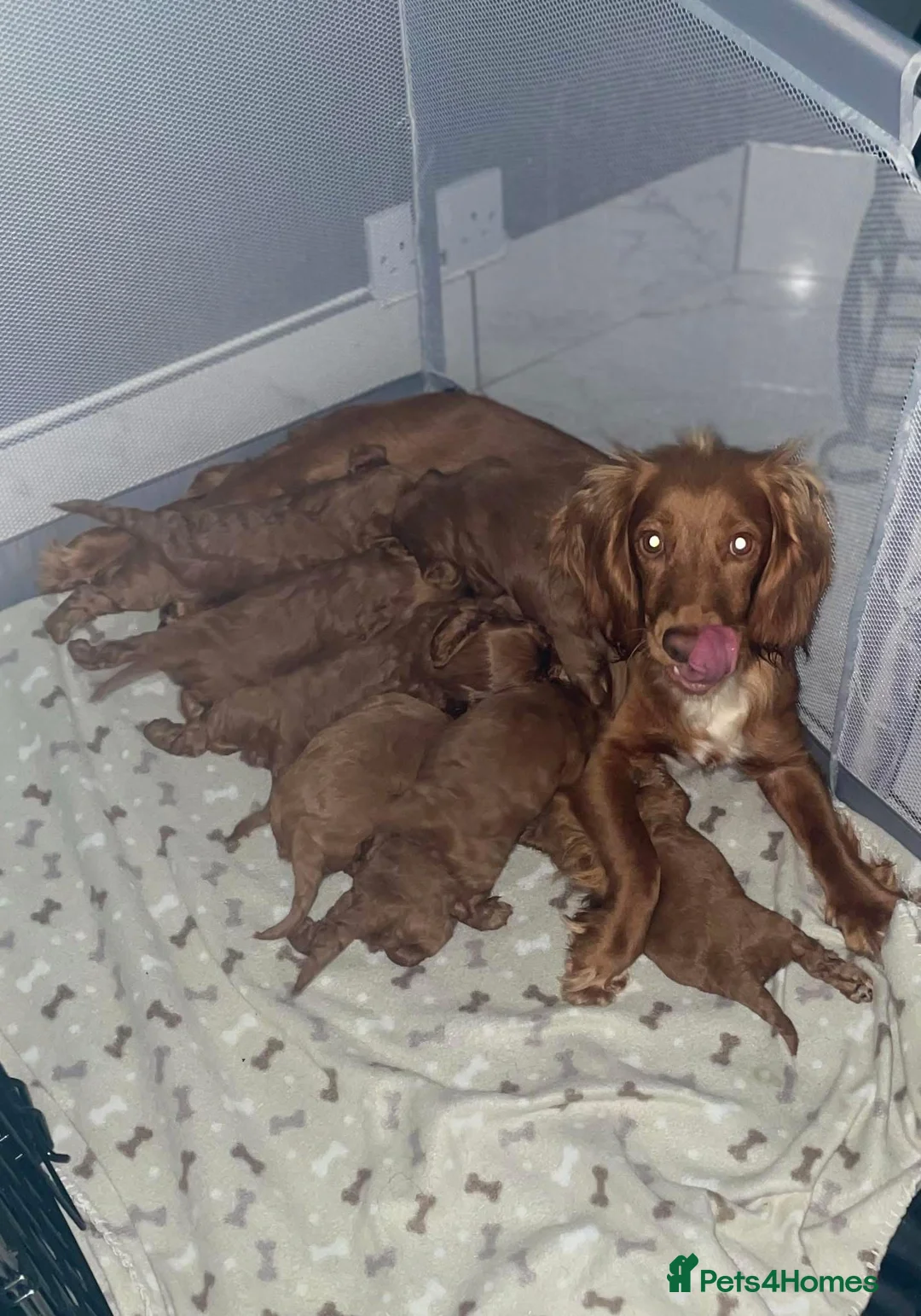 Miniature Poodle dogs for stud:  ⭐️KC PRINCE CHARMING BLUE BOY MINIATURE POODLE⭐️ - Advert 33