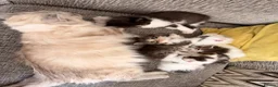 Mixed Breed cats for sale: Turkish Angora x Ragdoll kittens for Sale!! - Advert 3