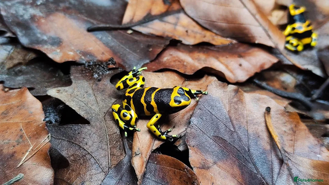 Frog reptiles for sale: Dendrobates leucomelas dart frog  - Advert 2
