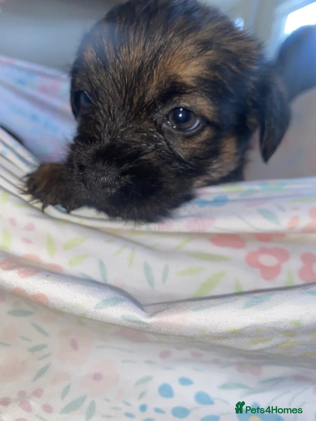 Border Terrier dogs for sale: 4 beautiful border terrier boys left  - Advert 12