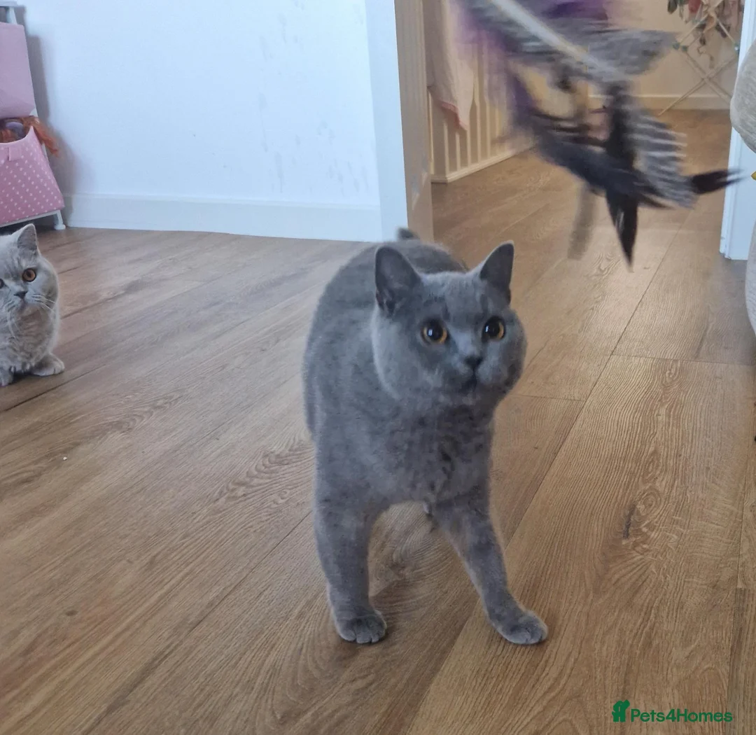 British Shorthair cats for sale: Beautiful 3yo Blue British Shorthair Girl - Advert 2
