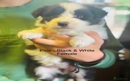 Border Collie dogs for sale: Pure Bred Border Collie Puppies For Sale - Image 10