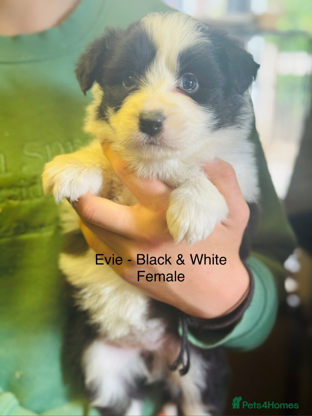 Border Collie dogs for sale: Pure Bred Border Collie Puppies For Sale - Image 10