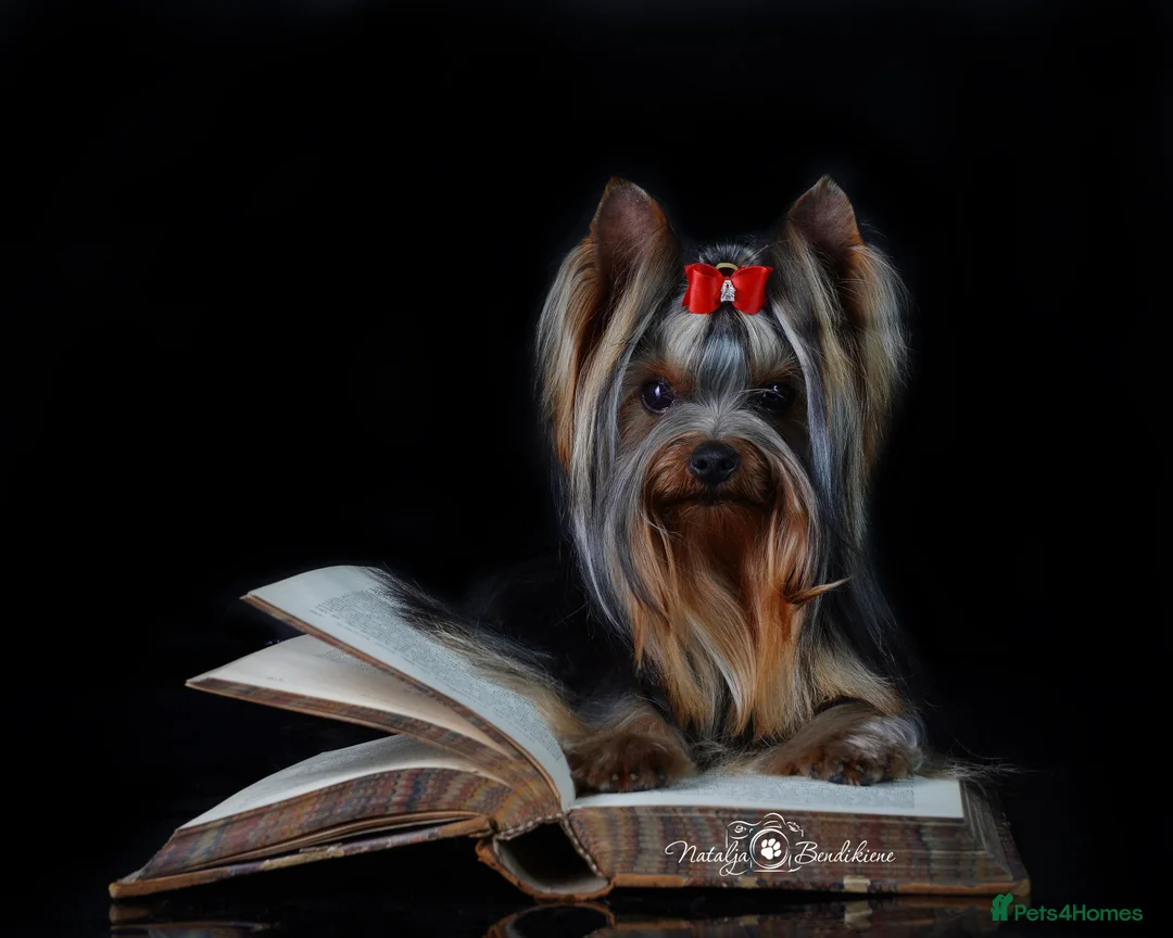 Yorkshire Terrier dogs for stud: KC REG Yorkshire terrier for STUD in Kettering - Advert 9